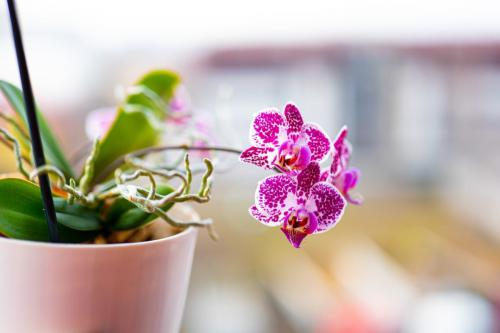 Virágzó szobanövények: 5 növény, amely feldobja a lakást